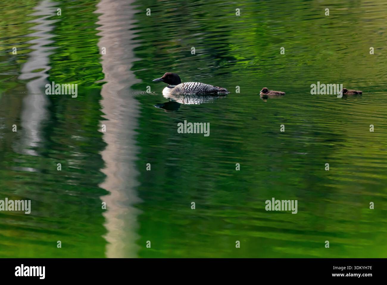 Common Loons, Gavia immer, mit Jungen am Beaver Lake, Colville National Forest, Washington State, USA Stockfoto