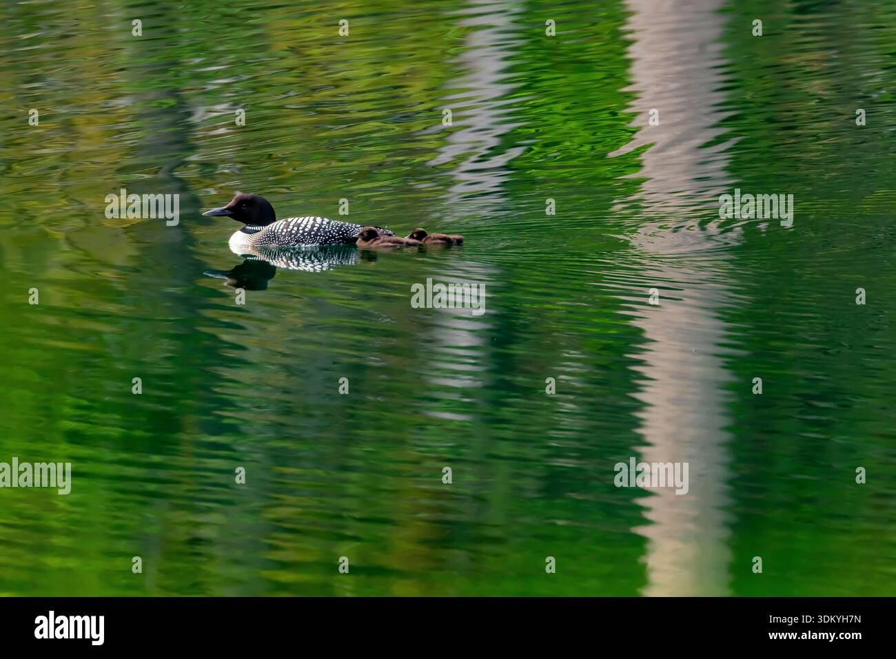 Common Loons, Gavia immer, mit Jungen am Beaver Lake, Colville National Forest, Washington State, USA Stockfoto