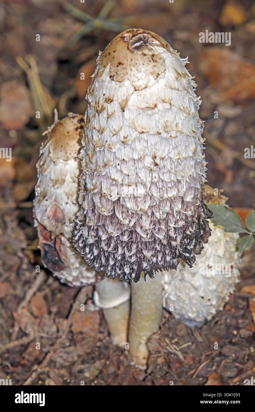Haubenzinkung „Coprinus Comatus“ Stockfoto