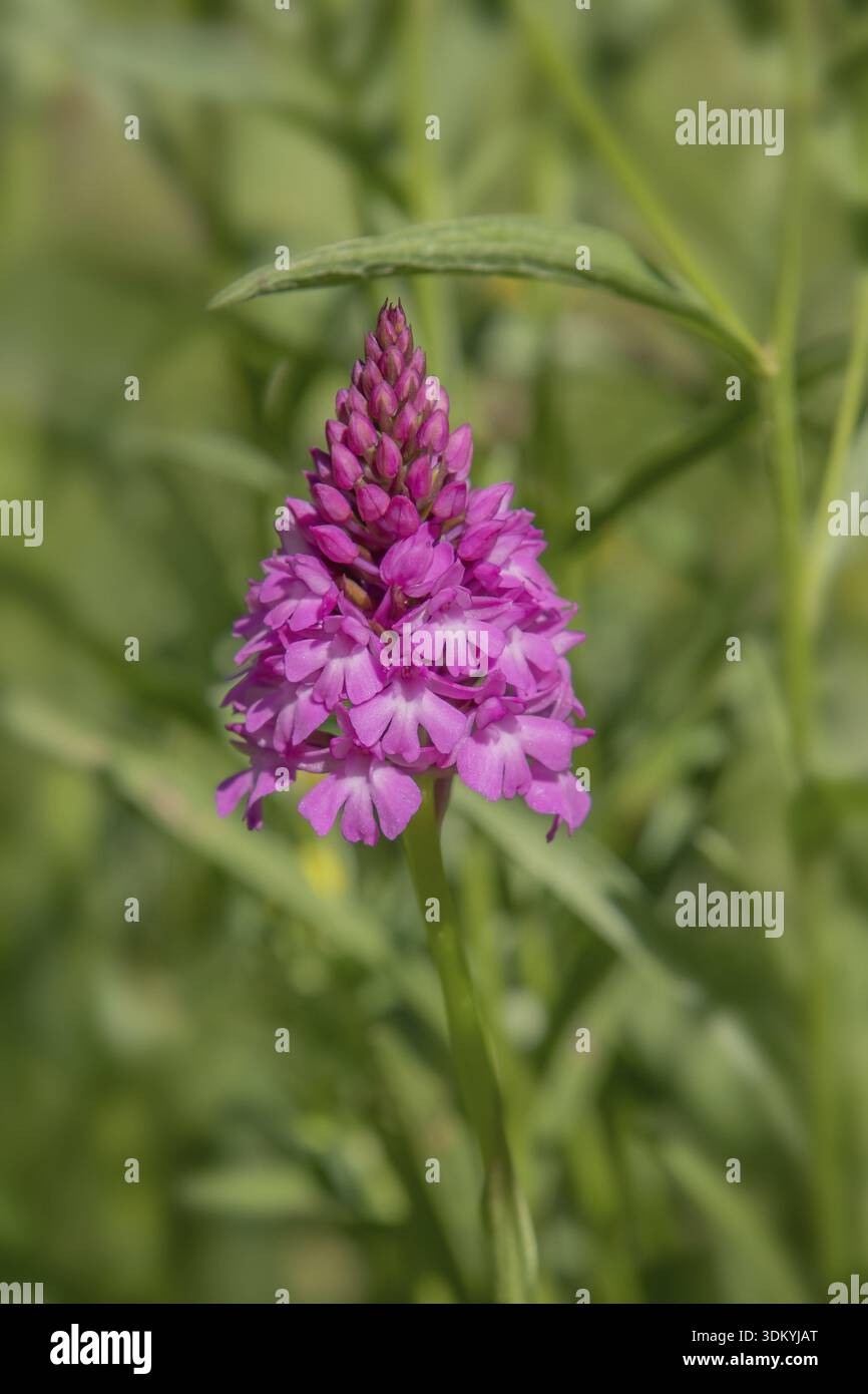 Pyramidenwurzel „Anacamptis pyramidalis“ Stockfoto