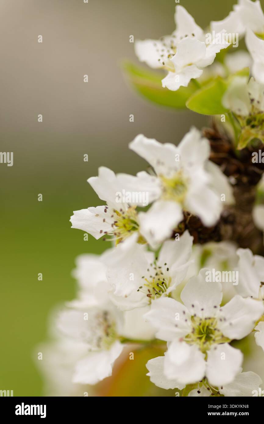Baumzweig mit blühenden Blumen, Nahaufnahme. Hochwertige Fotos Stockfoto