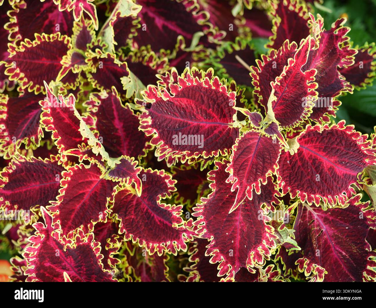 Detailgetreue coleus-Blätter mit leuchtendem Kontrast von Grün- und Rottönen. Ausdrucksstarke Natur aus nächster Nähe. Kopierraum. Stockfoto