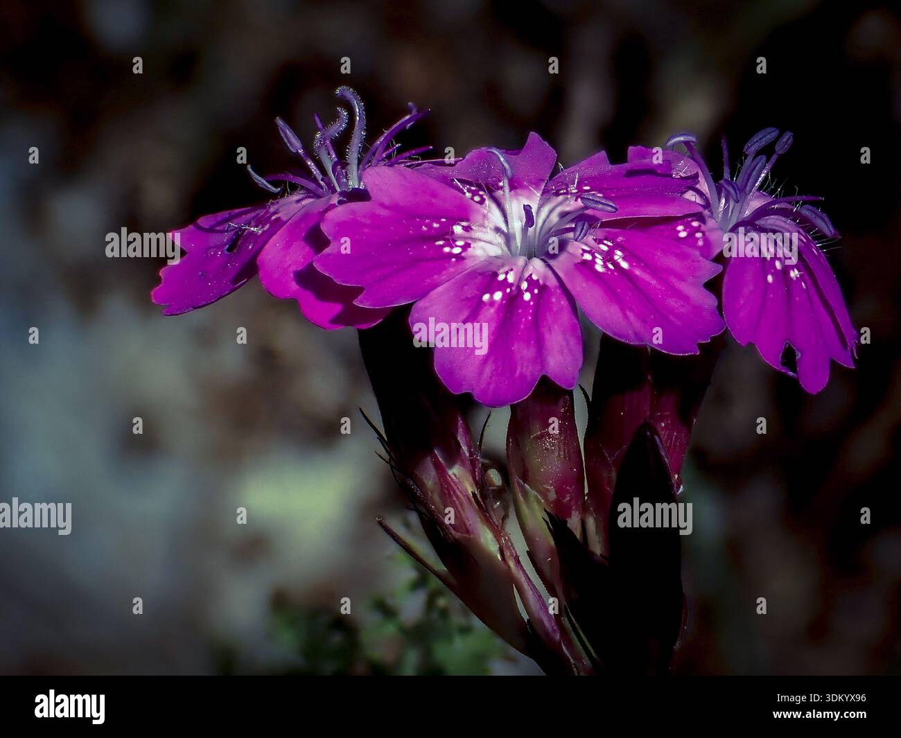 Wilde Dianthus natürlich auf dem griechischen Land. Künstlerische Nahaufnahme des botanischen Fotos, das die Schönheit der einheimischen griechischen Wildblumen einfängt Stockfoto