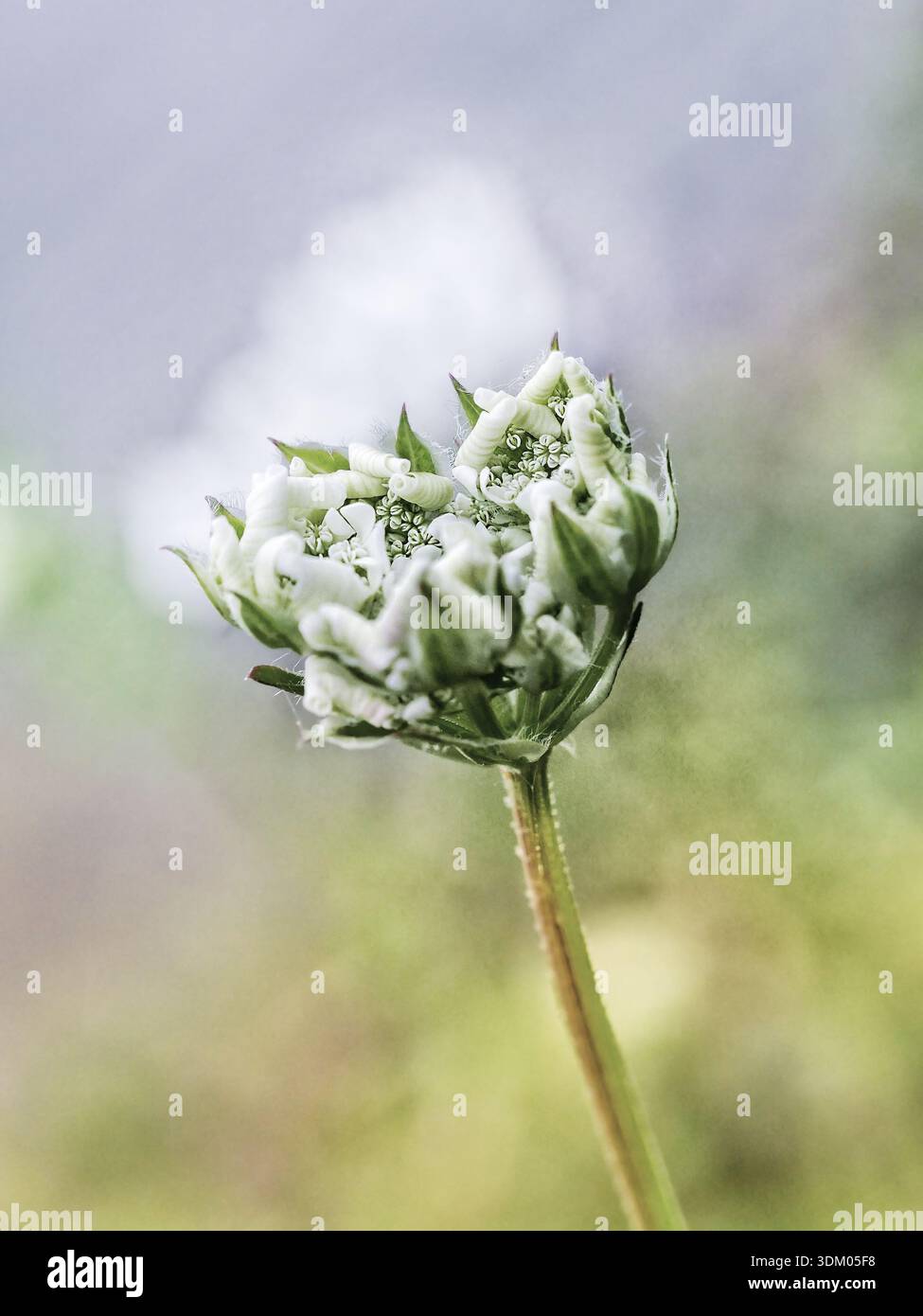 Künstlerische Nahaufnahme von wilden [Blumenarten], die natürlich auf dem griechischen Land wachsen. Botanisches Bild im Kunststil, das die Schönheit einfängt Stockfoto