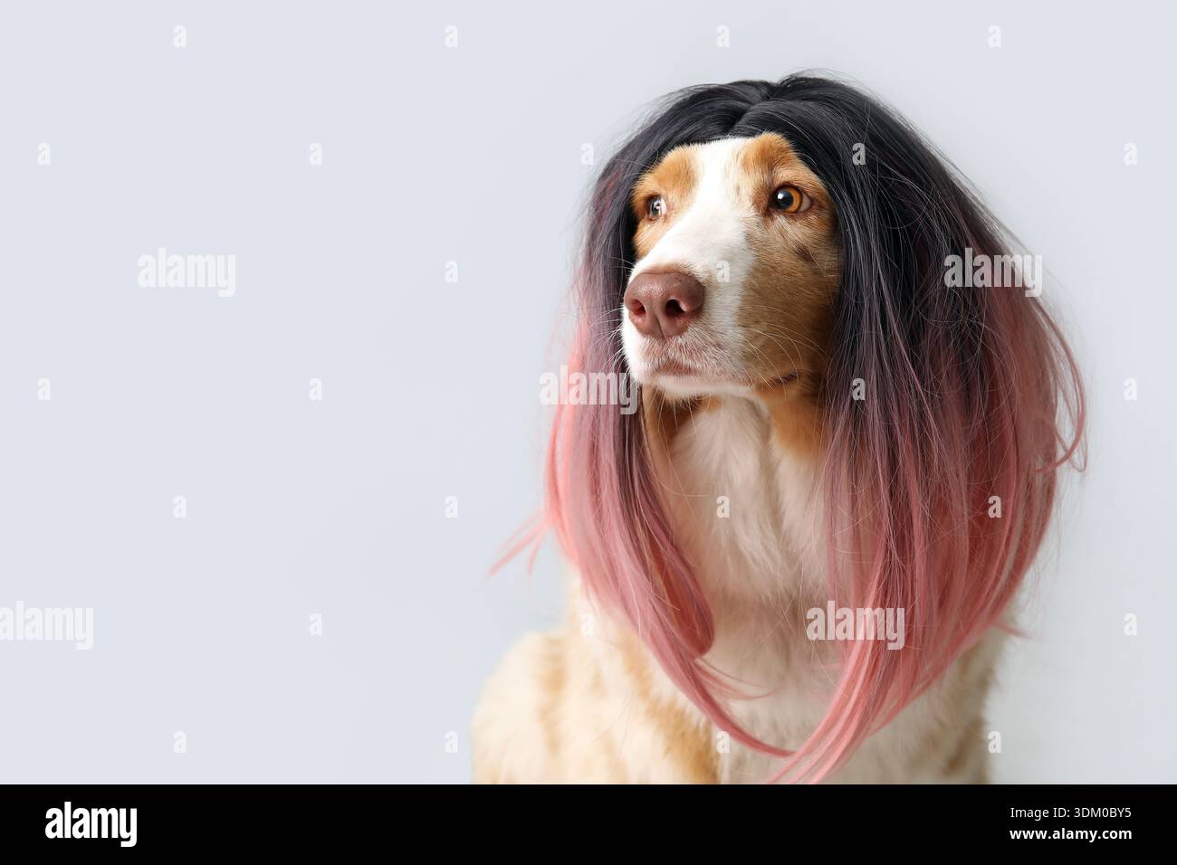 Niedlicher australischer Schäferhund in stilvoller Perücke auf grauem Hintergrund. Feierlichkeiten zum April-Narrentag Stockfoto