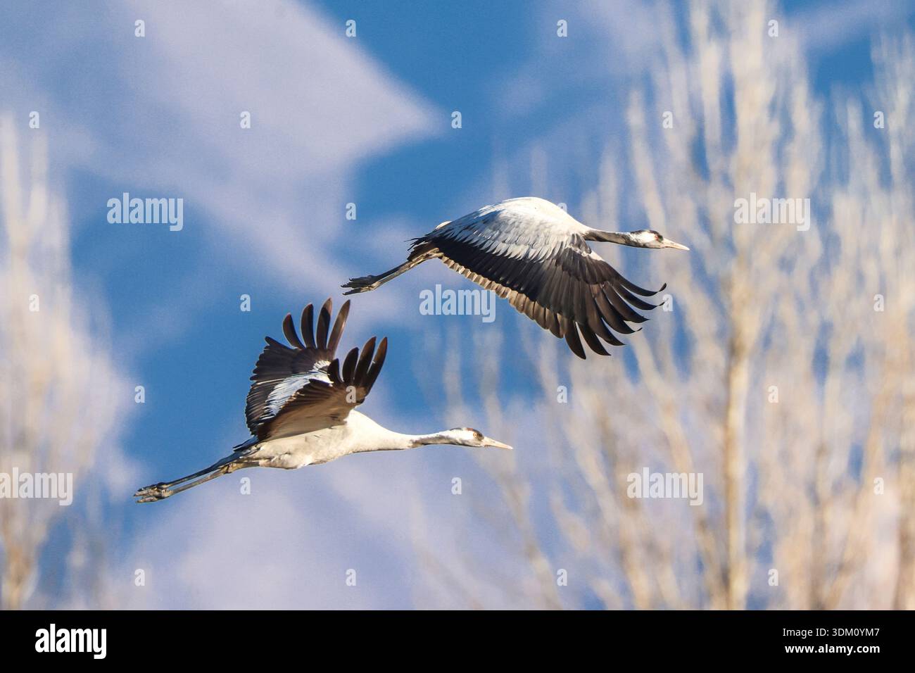 Huailai, China. 2. Februar 2026. Am 30. Welttag der Feuchtgebiete wurden graue Kraniche über dem Guanting Reservoir National Wetland Park im Huailai County in Zhangjiakou, nordchinesischer Provinz Hebei, beobachtet, wobei eine große Anzahl von Kranichen am 2. Februar 2026 in der Region überwinterte. Quelle: Zhang Yu/China News Service/Alamy Live News Stockfoto