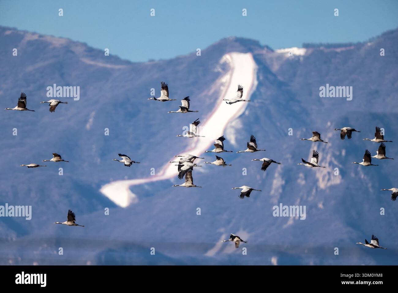 Huailai, China. 2. Februar 2026. Am 30. Welttag der Feuchtgebiete wurden graue Kraniche über dem Guanting Reservoir National Wetland Park im Huailai County in Zhangjiakou, nordchinesischer Provinz Hebei, beobachtet, wobei eine große Anzahl von Kranichen am 2. Februar 2026 in der Region überwinterte. Quelle: Zhang Yu/China News Service/Alamy Live News Stockfoto