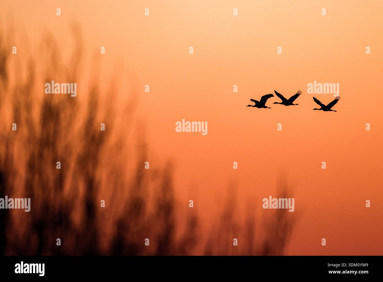 Huailai, China. 2. Februar 2026. Am 30. Welttag der Feuchtgebiete wurden graue Kraniche über dem Guanting Reservoir National Wetland Park im Huailai County in Zhangjiakou, nordchinesischer Provinz Hebei, beobachtet, wobei eine große Anzahl von Kranichen am 2. Februar 2026 in der Region überwinterte. Quelle: Zhang Yu/China News Service/Alamy Live News Stockfoto