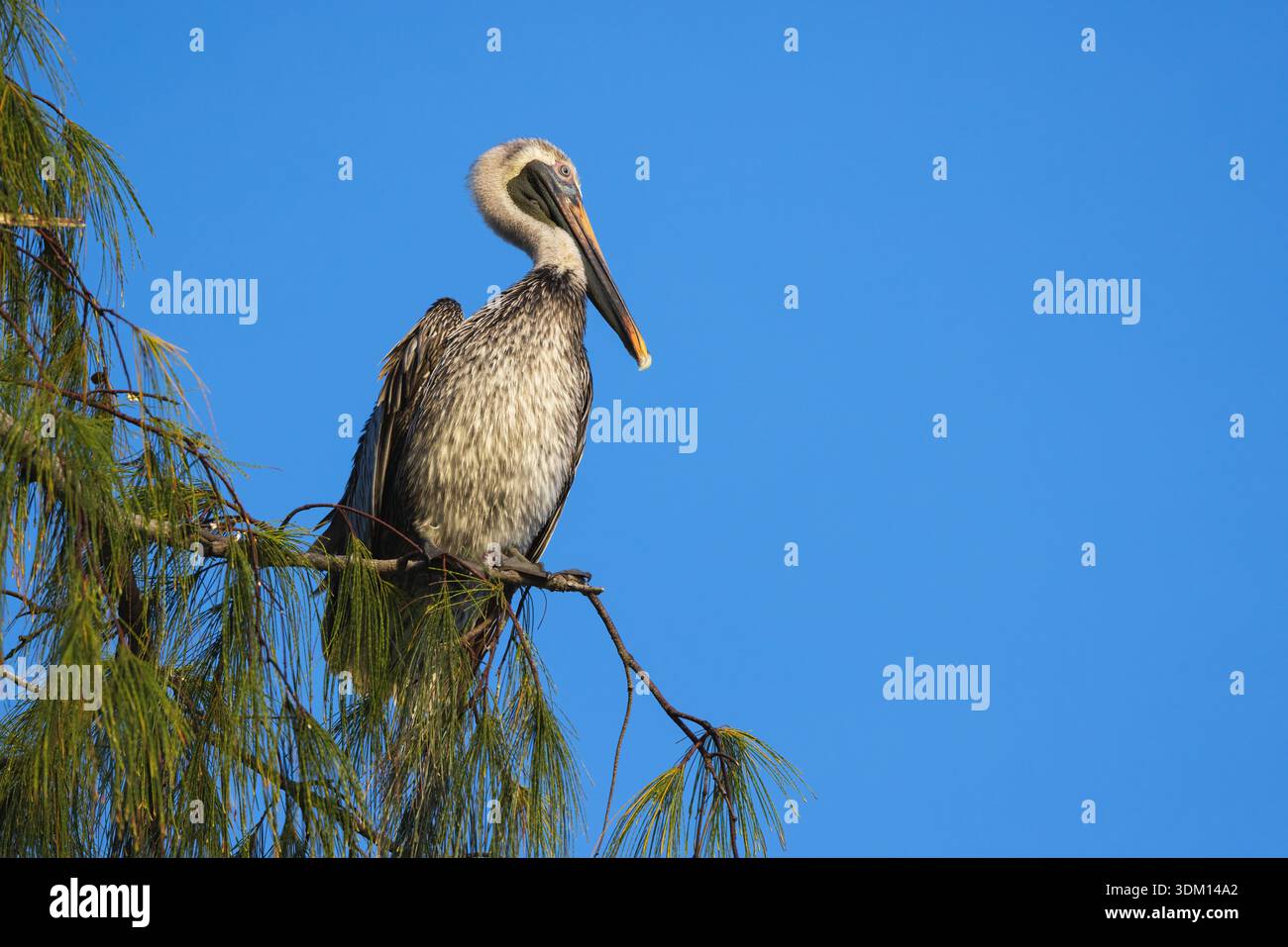 Ein einsamer Pelikan sitzt auf einem dünnen Zweig eines Kiefernbaums, vor einem hellblauen Himmel Stockfoto