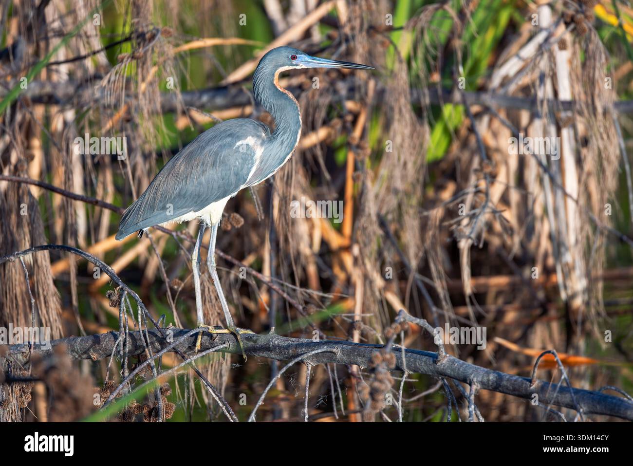 Dreifarbiger Reiher steht am Wasser in der Nähe des Seeufers Stockfoto
