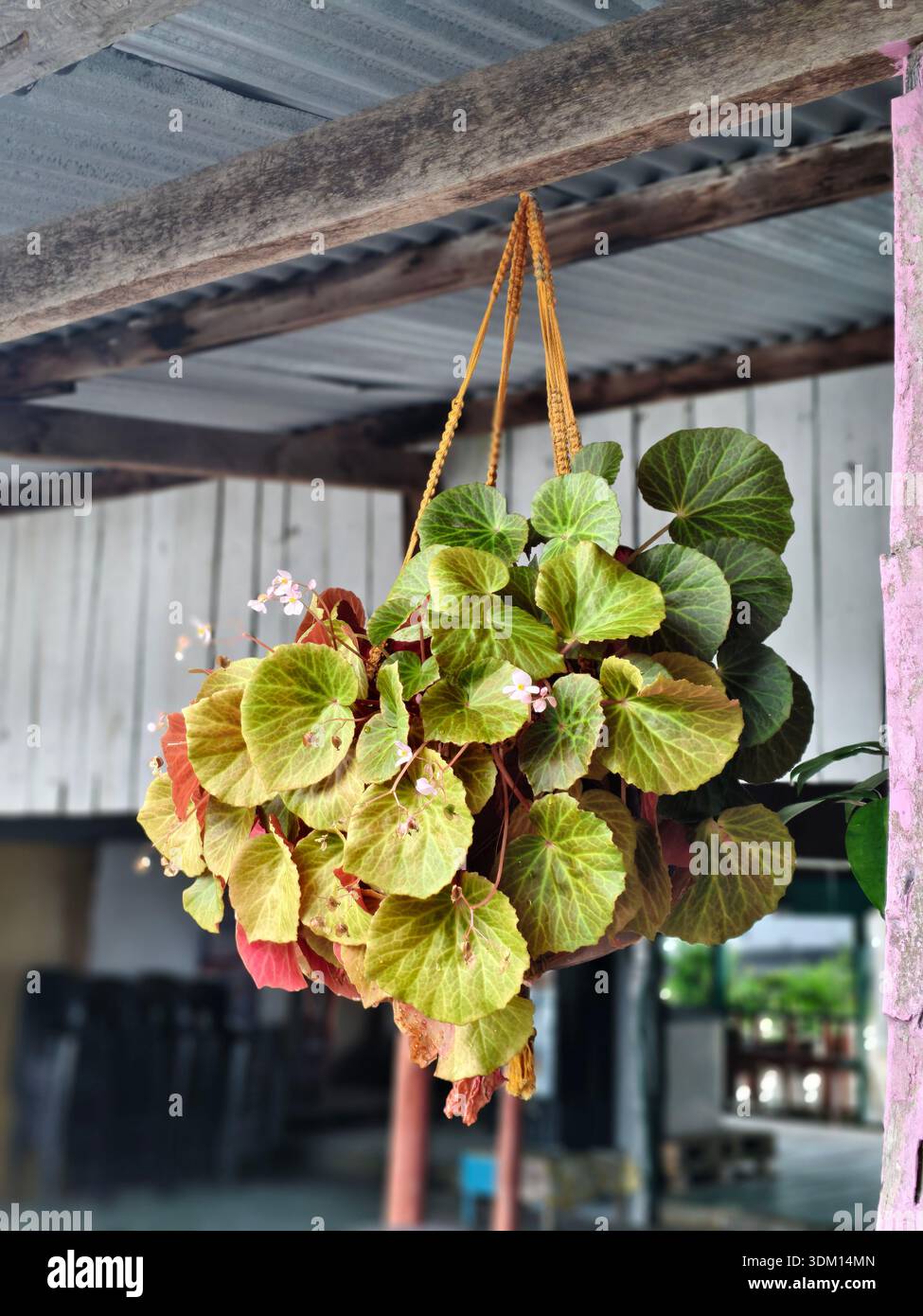 Leuchtend grüne und bronzeblättrige Begonia-Pflanze in einem Hängekorb. Die Pflanze hat kleine rosafarbene Blüten und ist an einem Holzbalken unter einem aufgehängt Stockfoto