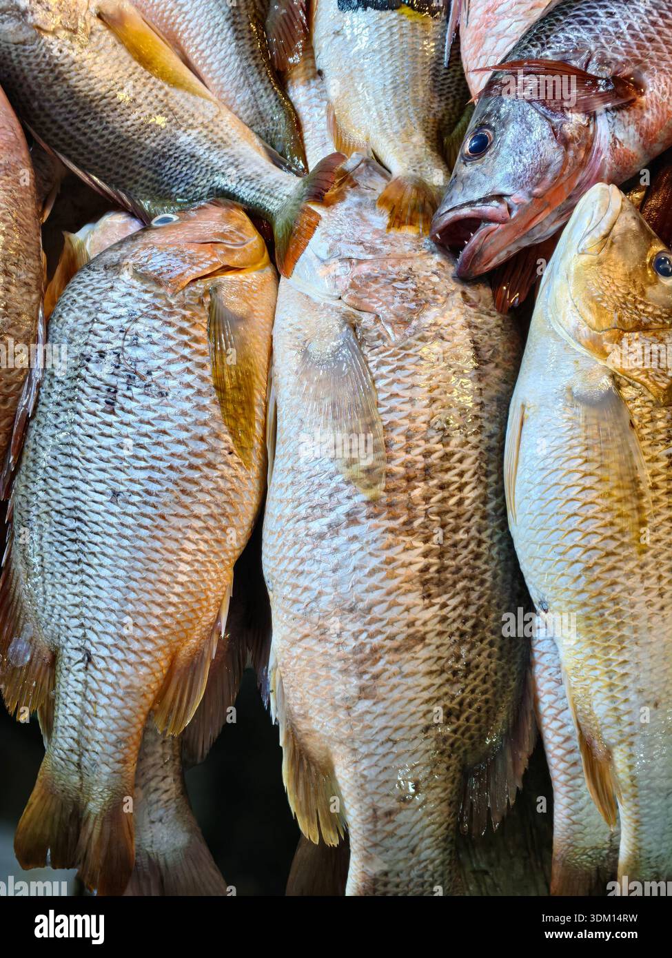 Nahaufnahme verschiedener frisch gefangener Fische, einschließlich Red Snapper und Sweetlips, auf Eis. Die Waage glitzert unter den Marktschichten, betont Stockfoto