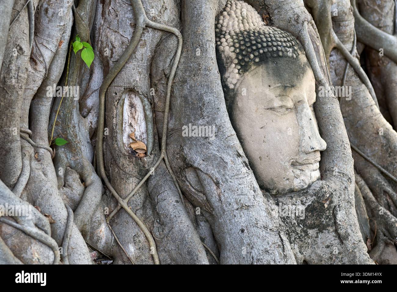 Buddha-Kopf verschlungen in Banyan-Baumwurzeln im Wat Mahathat Stockfoto