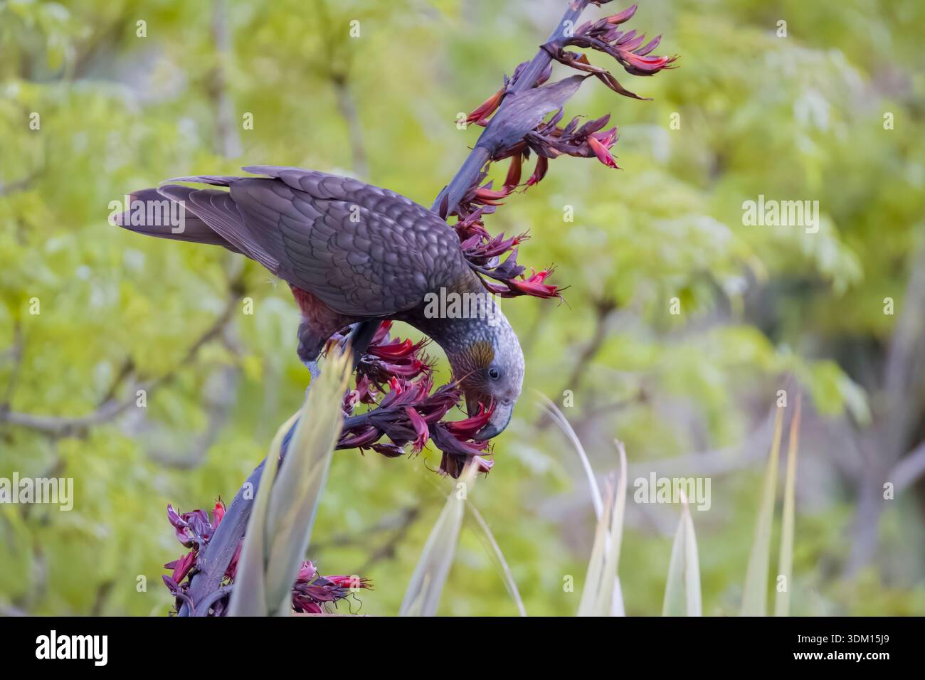 Kaka ernährt sich von einer Flachsblume auf Stewart Island Neuseeland Stockfoto