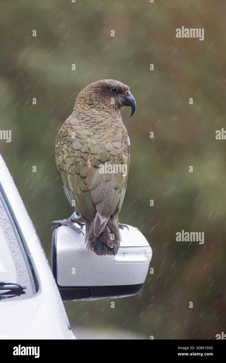 Kea auf einem Autospiegel auf Südinsel Neuseeland Stockfoto