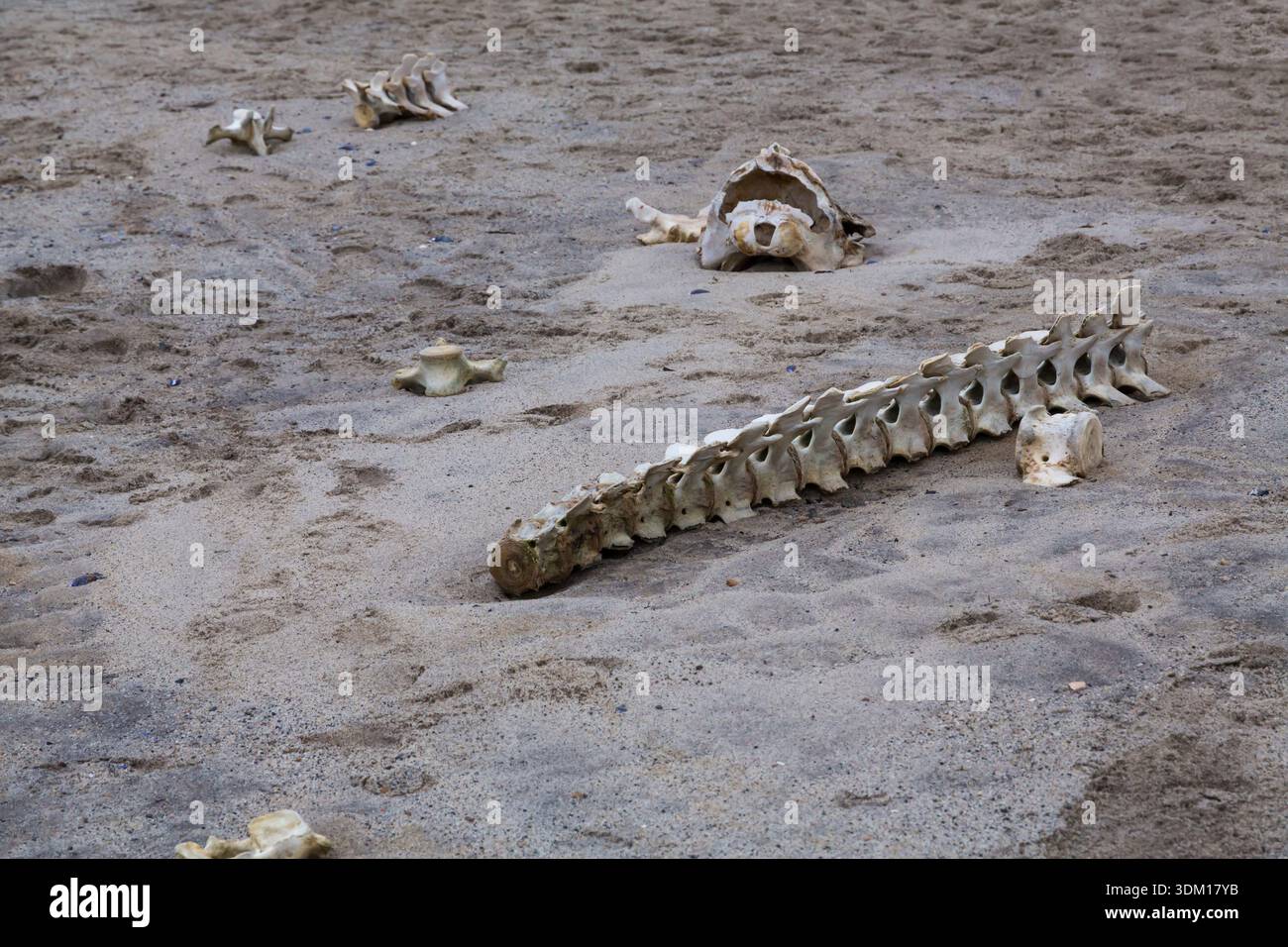 Skelettwale am Strand von Atanikerdluk, Grönland im Juli Stockfoto