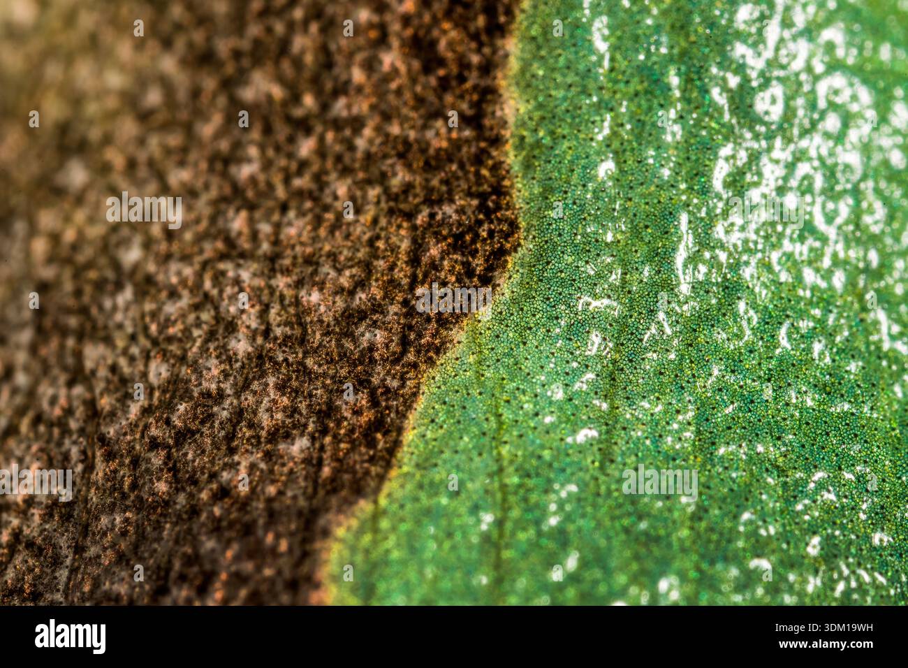 Grüner Baumfrosch, Hyla arborea, die Froschhaut, Stockfoto