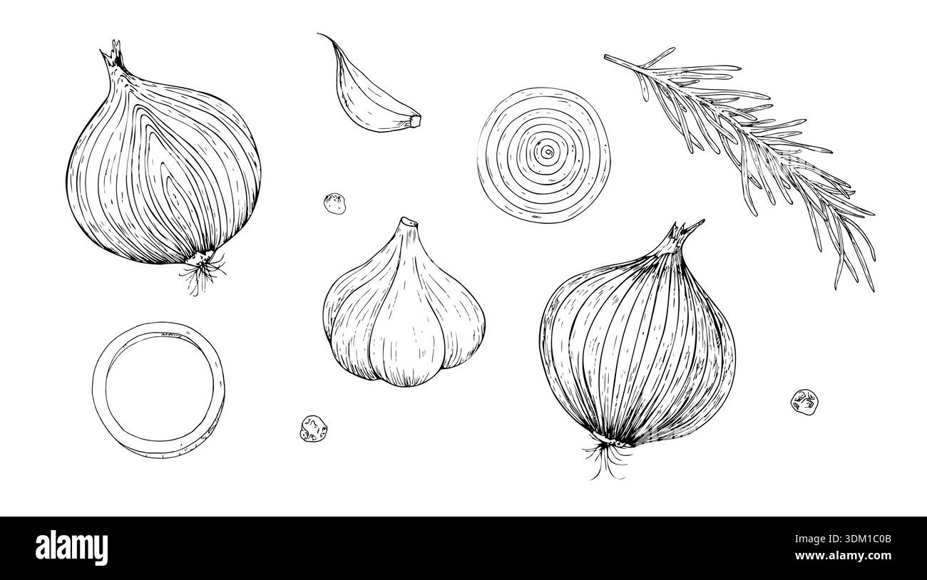 Vektorsatz Gemüse. Frische Zwiebelzwiebeln, ganzer Knoblauch und Nelke, Rosmarinzweig. Grafische Tinte Pfefferkornillustration, isoliert auf Hintergrund Stock Vektor