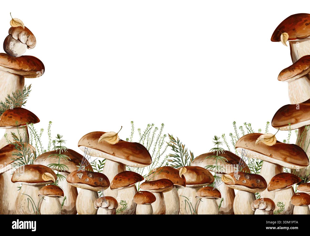 Wasserfarbe Porcini Pilze Grenzen mit Waldpflanzen Stockfoto