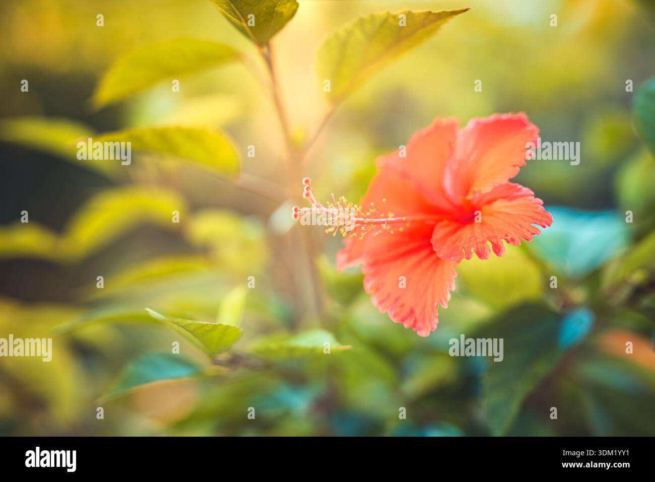 Rote Hibiskusblüte, von warmem goldenem Sonnenlicht von hinten beleuchtet, mit verträumtem grünem Bokeh. Lebendige tropische Blüte. Blumen Natur Sommerpflanze sonniges Nahaufnahme exotisch Stockfoto