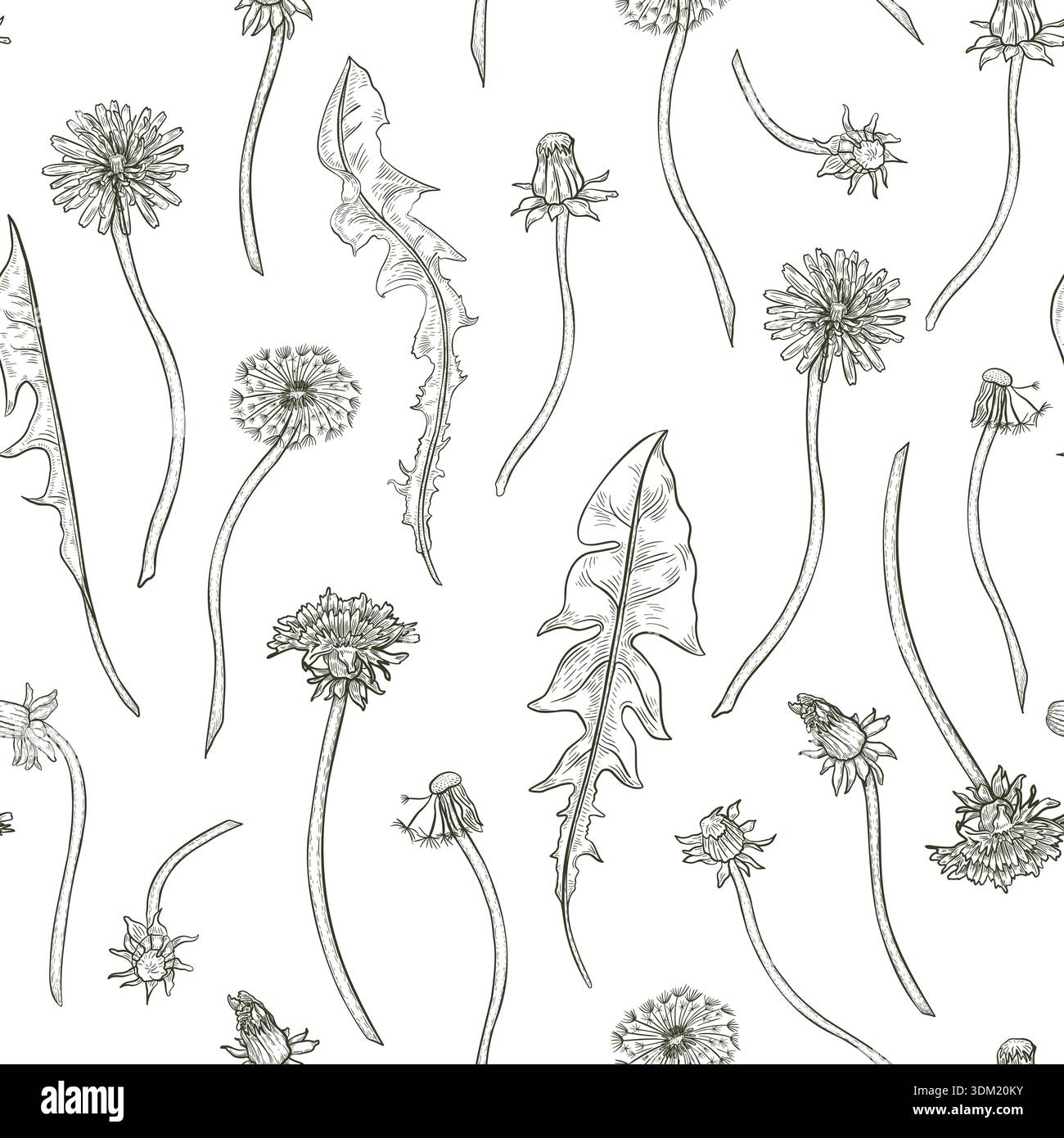 Nahtloses Vektor-Muster mit handgezeichnetem Umriss Löwenzahn Blumen, Knospen, Blätter isoliert weiß. Botanisch wiederholtes monochromes Federdesign im Hintergrund Stock Vektor