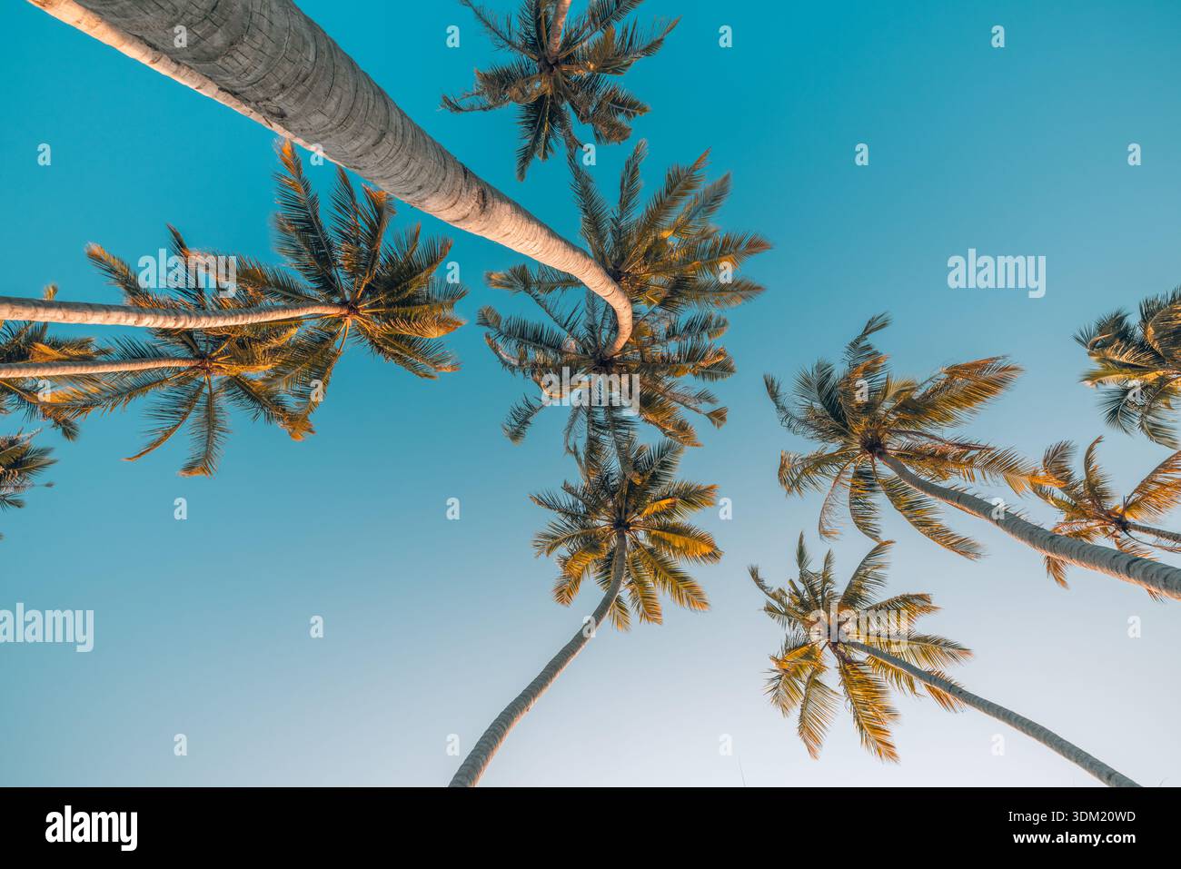Ruhige Palmen, die von unten aus tropischem Tiefwinkel in den strahlend blauen Himmel konvergieren. Grüne Kronenblätter. Sommerurlaub, Natur, malerisches Paradies Stockfoto