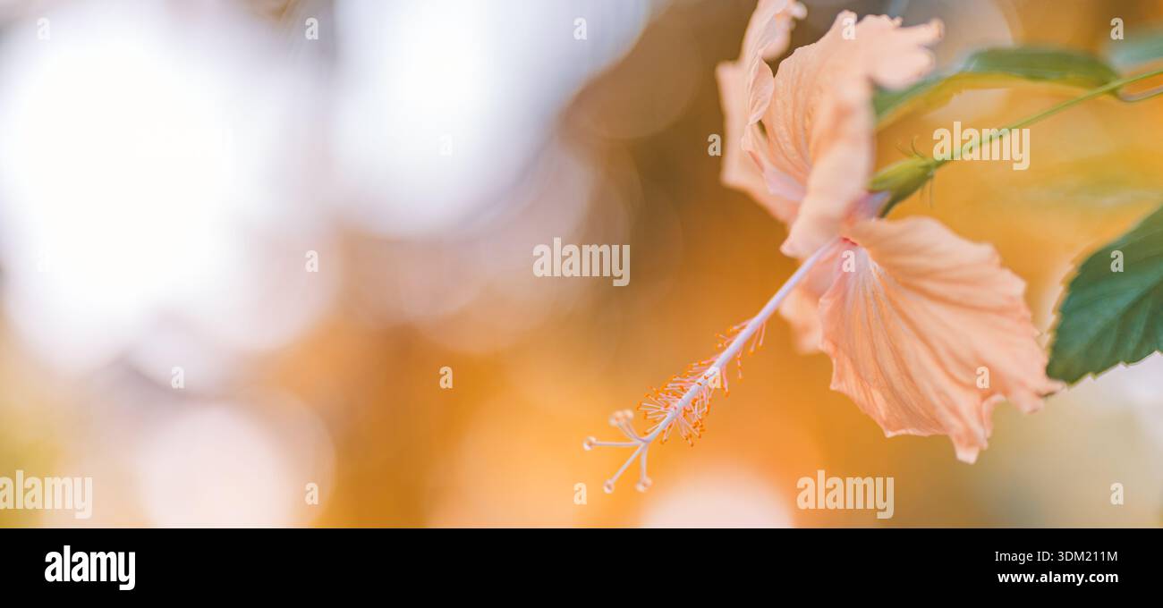 Zarte pfirsichfarbene Hibiskusblüte, die in weichem, warmem Licht leuchtet. Blass tropische Blüte gegen traumhaftes goldenes Bokeh. Anmutige exotische Blütenblätter mit elegant geschwungenen Blättern Stockfoto