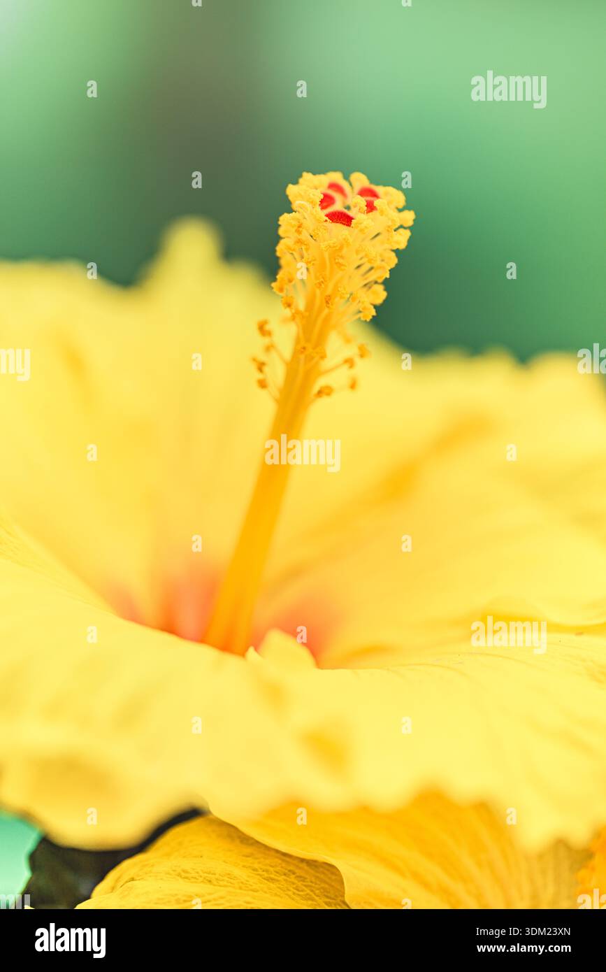 Wunderschöne gelbe Hibiskusstamen Makroenge atemberaubende tropische exotische botanische Natur Nahaufnahme blühendes Blumendetail Stockfoto