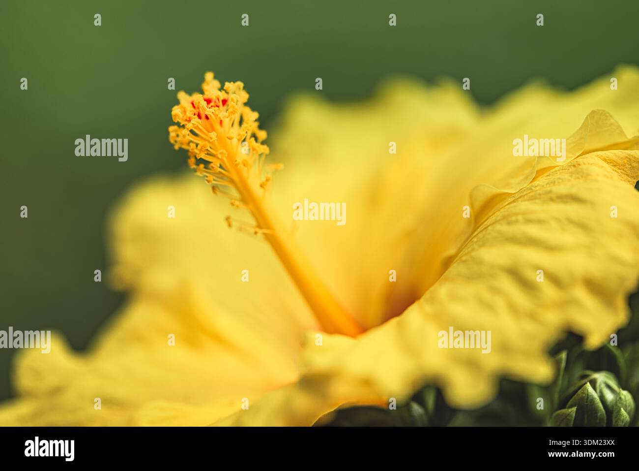 Gelbe Hibiskusblume Makro atemberaubende Nahaufnahme tropischer exotischer botanischer Garten Natur Schönheit Stockfoto