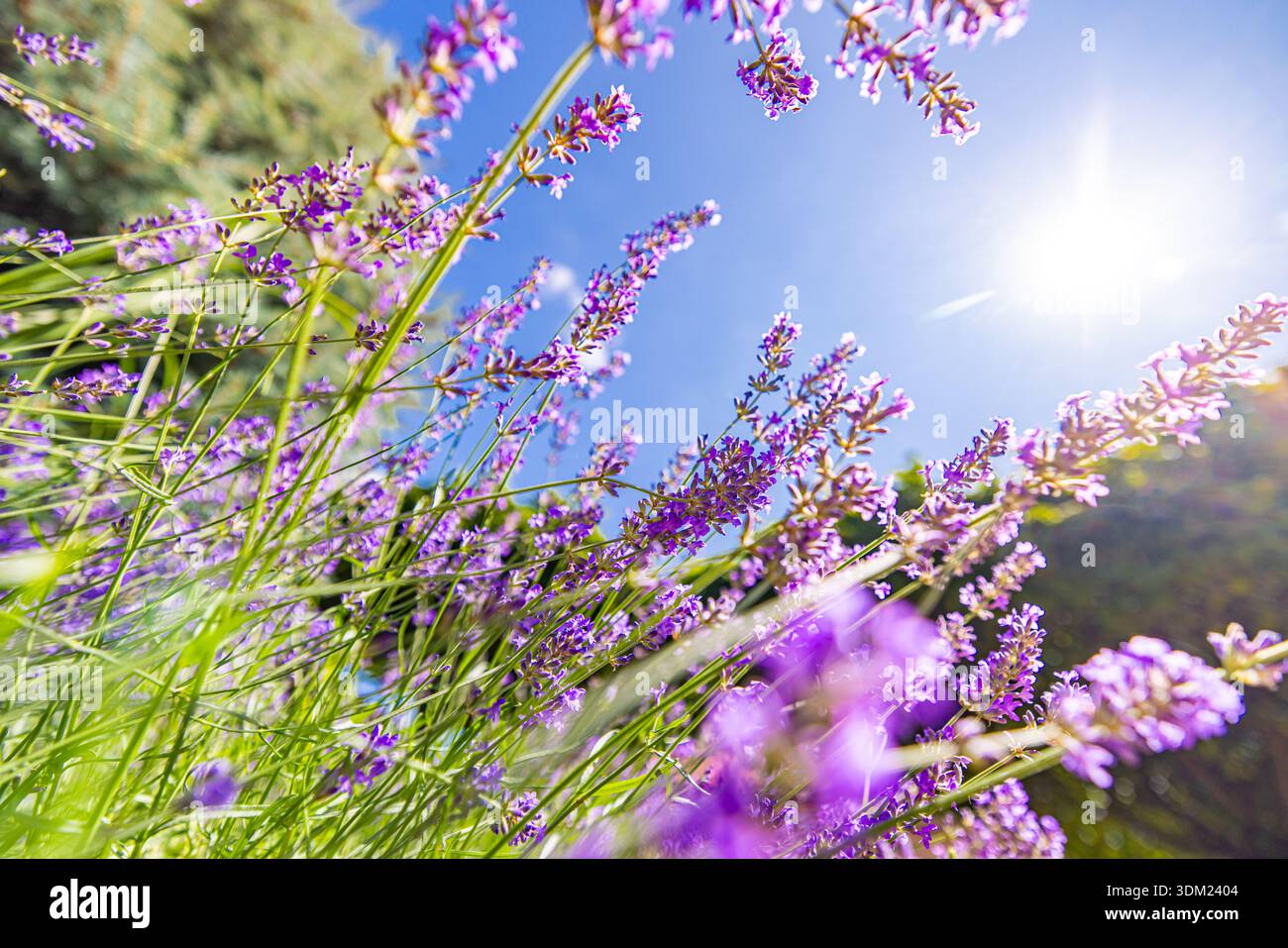 Niedriger künstlerischer Aussichtspunkt Lavendel blühende lila Blumen blauer sonniger Himmel idyllischer Sommer Blumentapete Kopierraum Hintergrund atemberaubend atemberaubend Stockfoto
