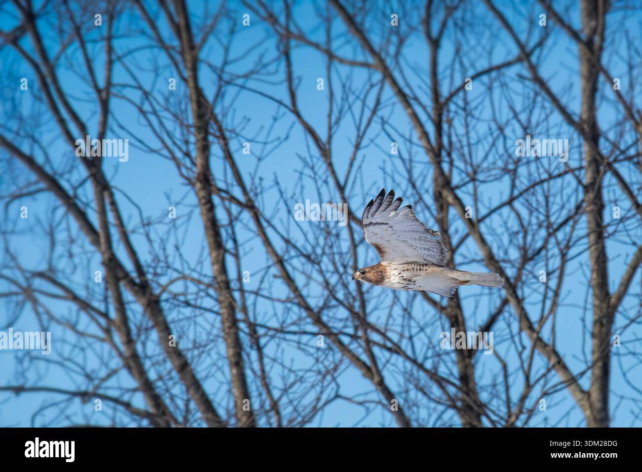 Red Tail Falke fliegt tief durch Bäume Stockfoto