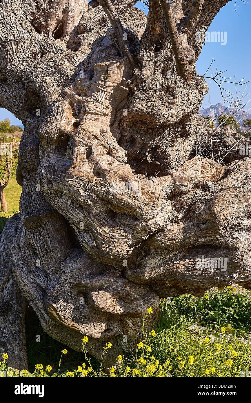 Stamm der alten Olivenbaum. Olivenhain, Kalamata, Messenien, Griechenland  Stockfotografie - Alamy