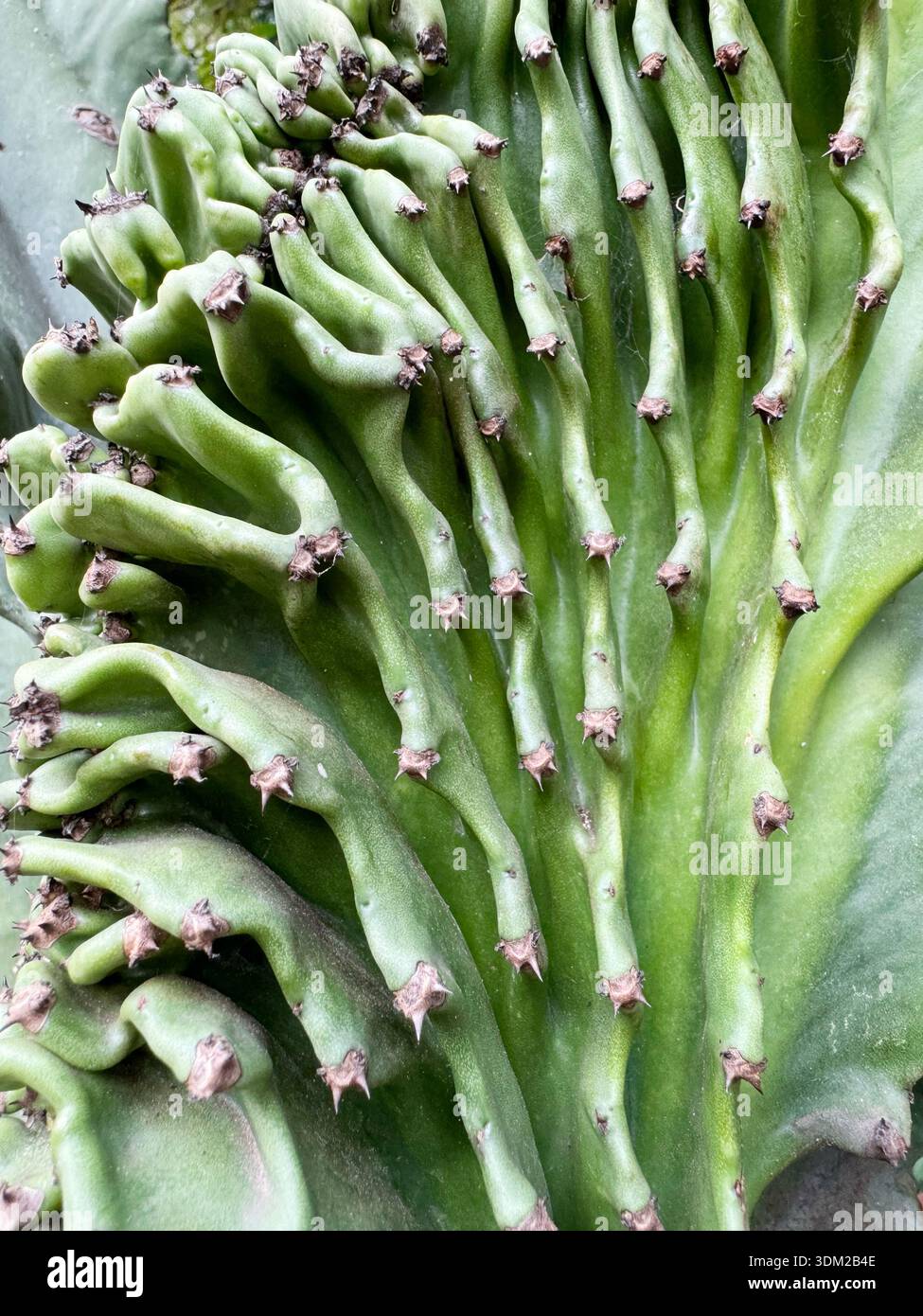 Korallenkaktus (Laktee-Pflanze von Pechapfel, Meerjungfrauen-Schwanz  Stockfotografie - Alamy
