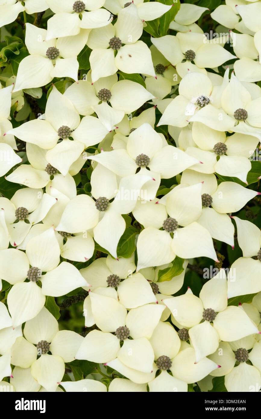 Chinesisches Hartholz, Cornus kousa var. Chinensis. Stockfoto