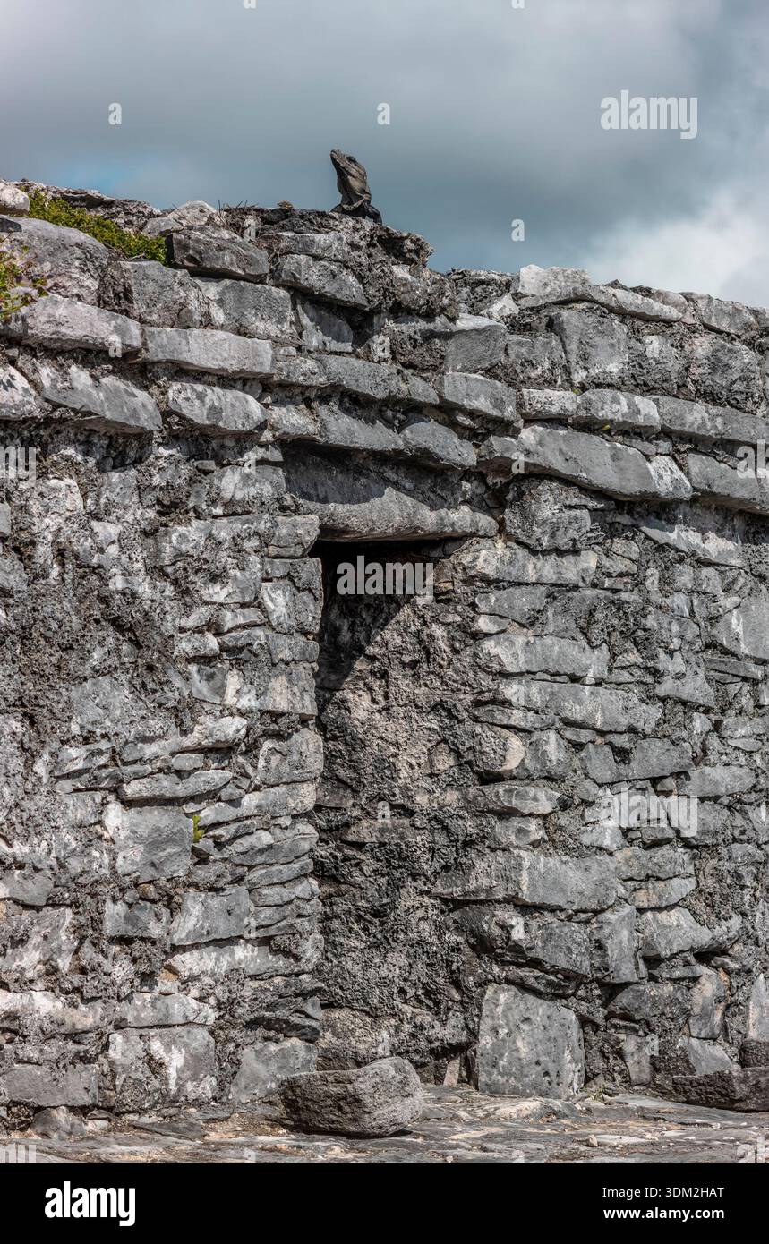 Wilder Leguan, der sich auf alten Maya-Ruinen vor dem klaren blauen Himmel in Tulum Mexiko sonnt. Stockfoto