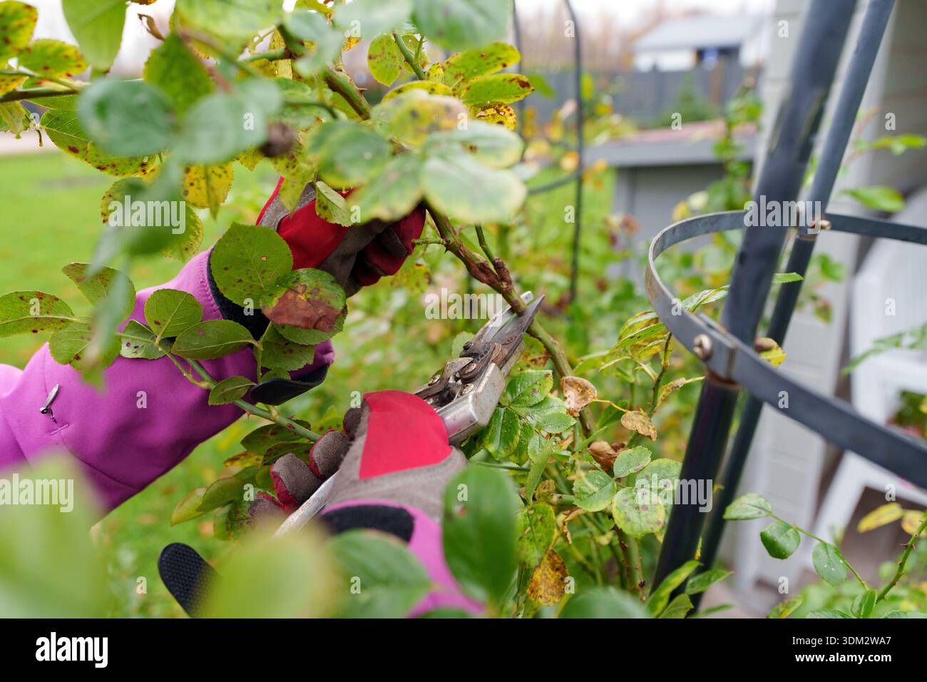 Umgang Mit Gartenaufgaben In Den Wintermonaten Mit Achtsamer Aufmerksamkeit Stockfoto