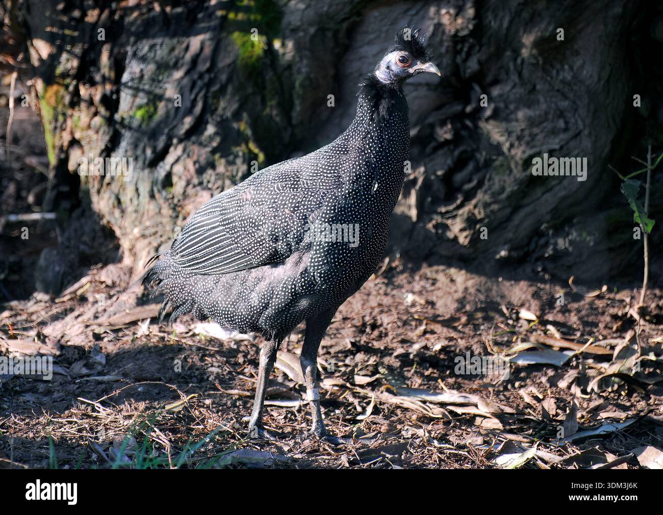 Guineafuhu, Kräuselhauben-Perlhuhn, Pintade de Pucheran, Guttera pucherani, bóbitás gyöngytyúk, Kontyos gyöngytyúk Stockfoto