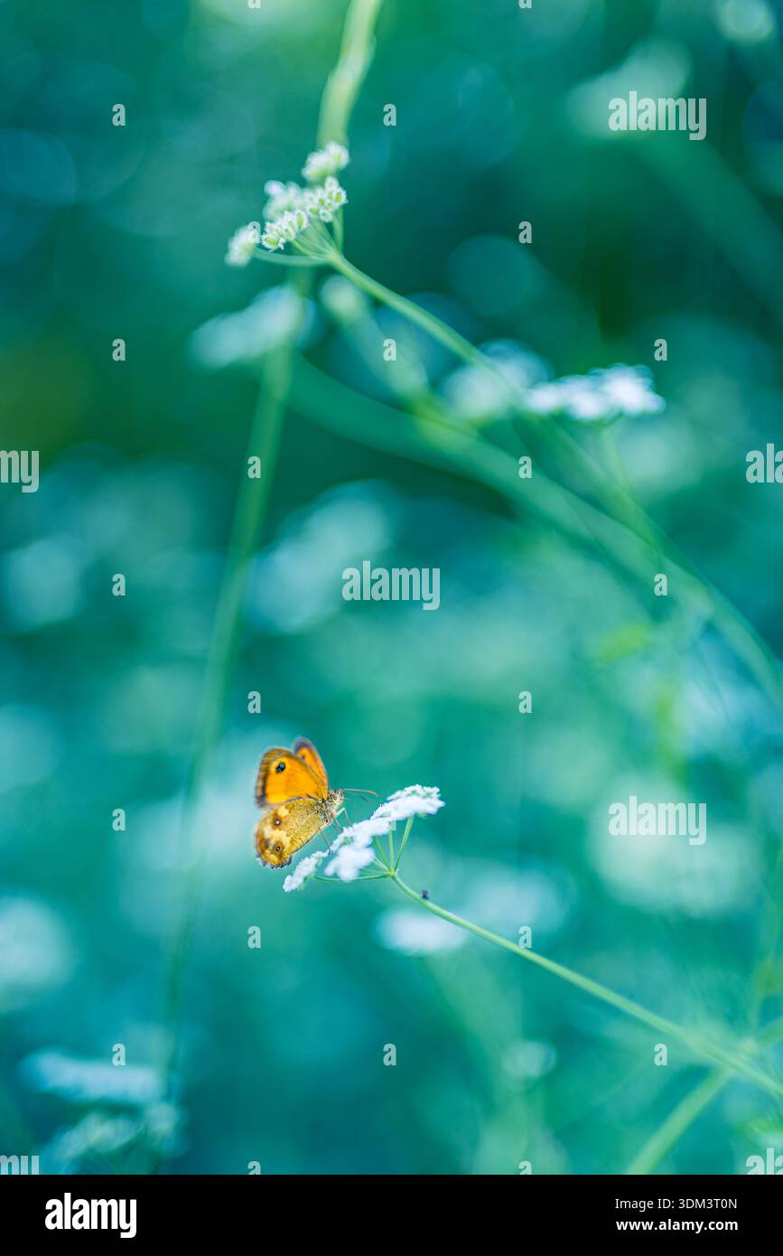 Lebendiger goldener Schmetterling auf einer üppig grünen Wiese mit sanftem Bokeh und idyllischem Sommermorgendlicht für einen ruhigen Naturhintergrund Stockfoto