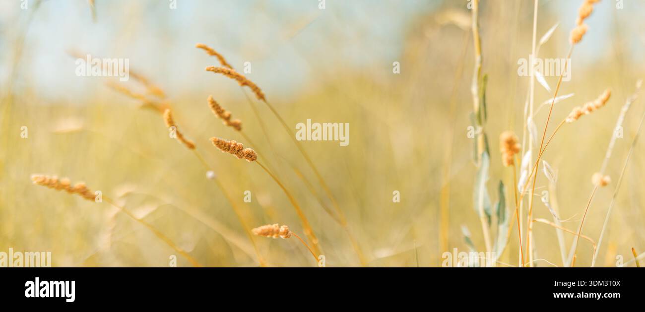 Ruhige, ruhige, trockene Wiesengrasnähe an einem ruhigen Frühlings- oder Sommertag mit weichen natürlichen Texturen und goldenem Sonnenlicht Stockfoto
