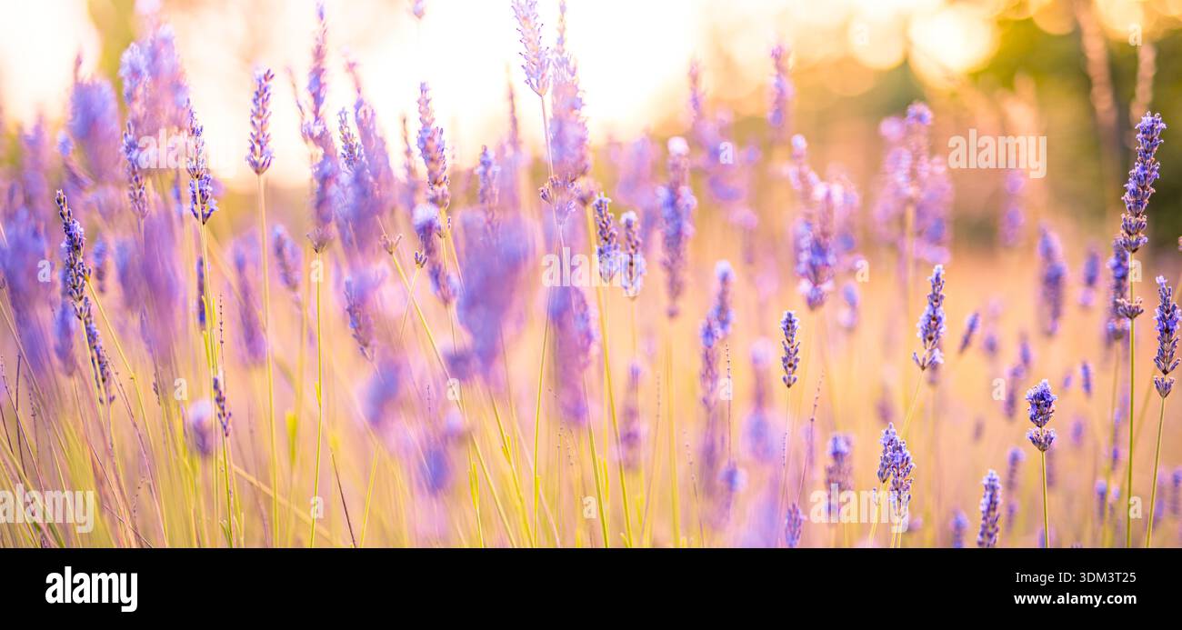 Wunderschöne Lavendelblumen Nahaufnahme Sonnenuntergang warmes Sonnenlicht Bokeh Unschärfe Landschaft Natur Landschaft Hintergrund Stockfoto