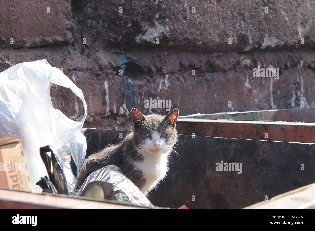 Streunende Katze, die in einem Müllcontainer in einem städtischen Gebiet sitzt, veranschaulicht das Problem verlassener Tiere und städtischer Abfälle. Stockfoto