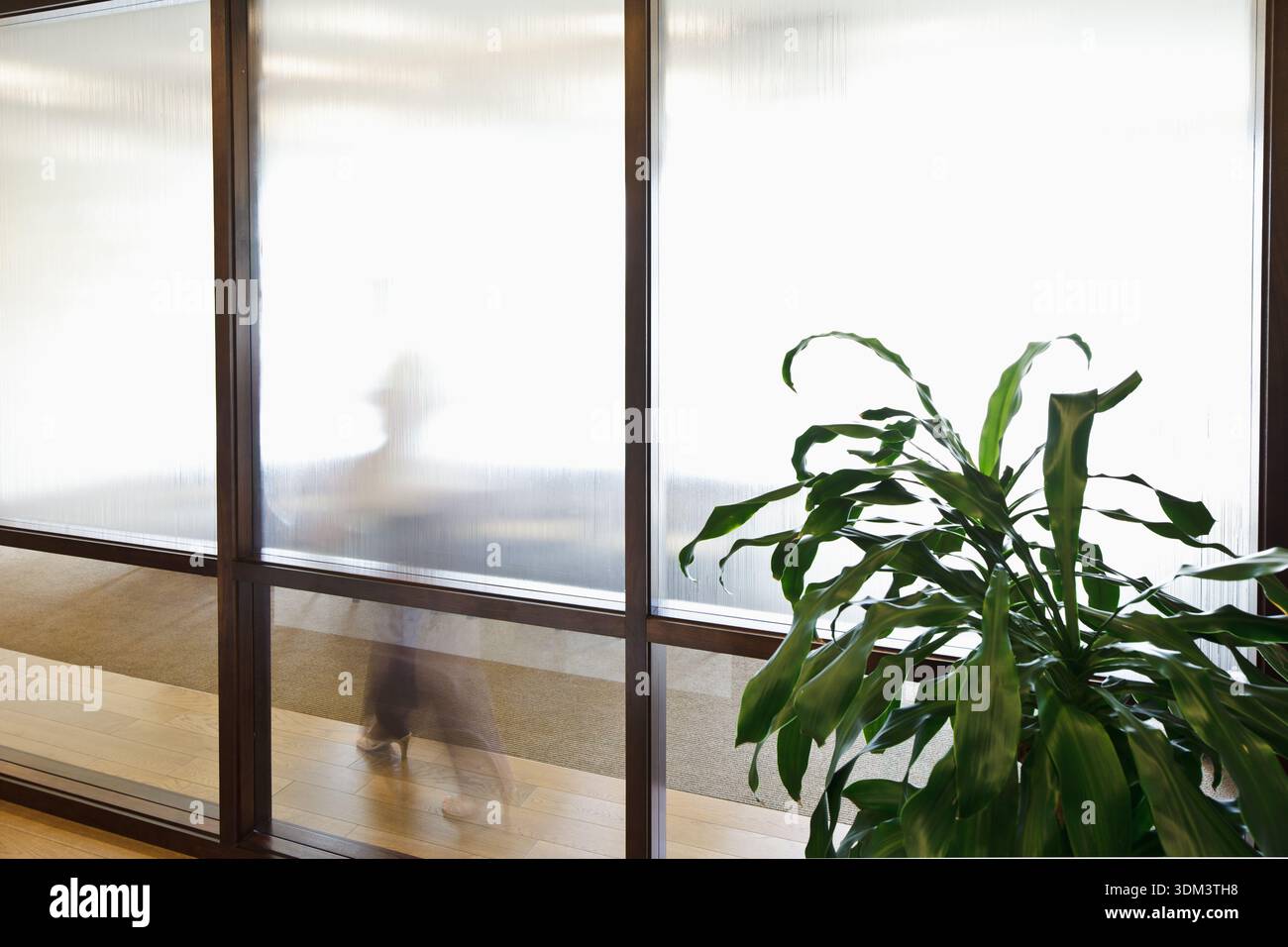 Eine verschwommene Silhouette einer professionellen Frau in High Heels, die hinter einer Trennwand aus Milchglas in einem modernen Büro-Konferenzraum läuft. Stockfoto