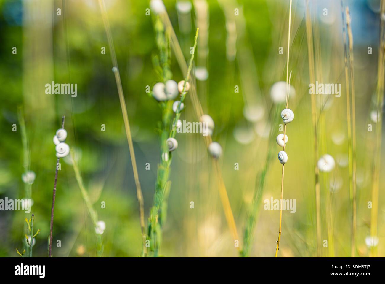 Minimales Muster weißer Muscheln, die auf grünem Gras im Frühling und Sommer gesäumt sind, natürlicher Outdoor-Hintergrund mit organischer Textur Stockfoto