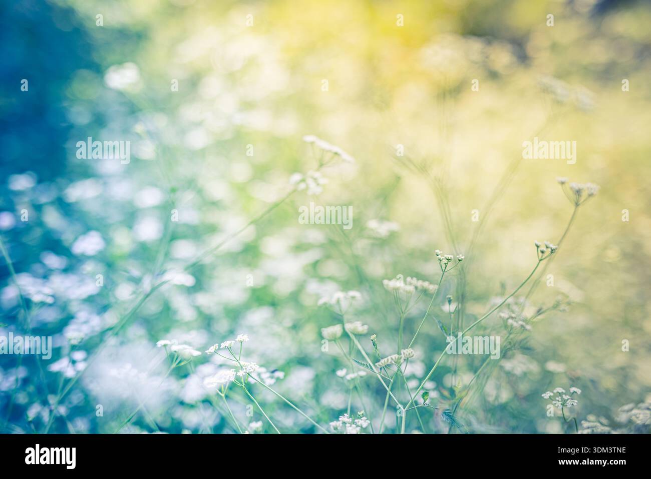 Idyllische Frühling weiße Blumen blühende Nahaufnahme in abstrakter Wiese leuchtender Natur Hintergrund üppige Gartenlandschaft frischer floraler weicher Fokus im Freien Stockfoto