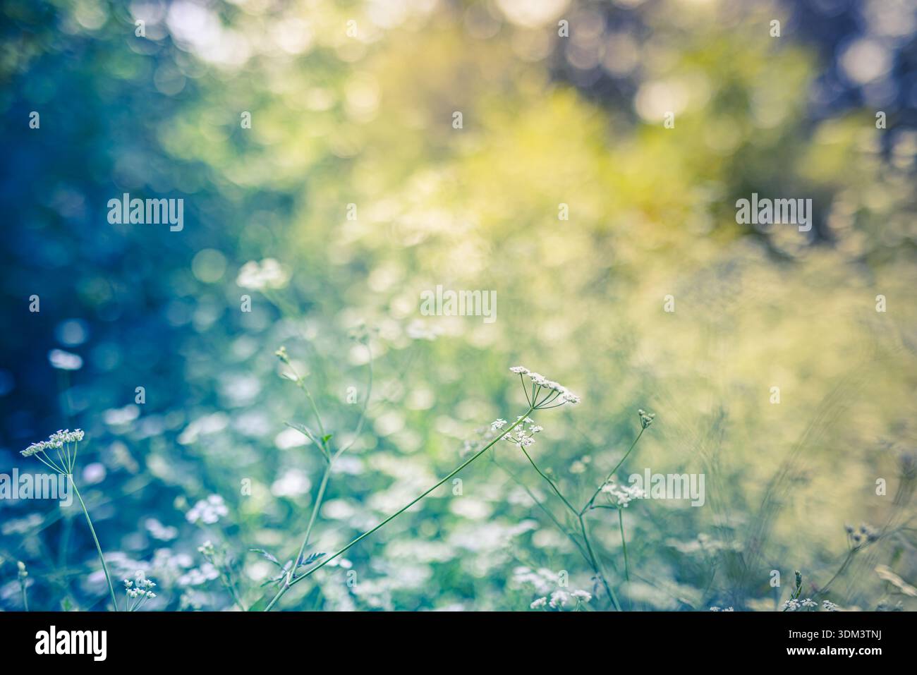 Strahlende Frühlingsweiße Blumen Nahaufnahme in abstrakter Wiese lebendiger Natur Hintergrund ruhige blühende florale idyllische frische natürliche Gartenlandschaft Stockfoto