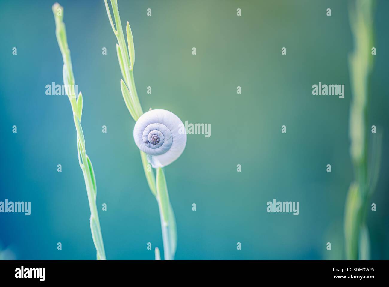 Frühling Gras Wiese weiß Schnecke Shell on line weiche Sonnenaufgang Pastellgrün Blautöne Natur Nahaufnahme Stockfoto