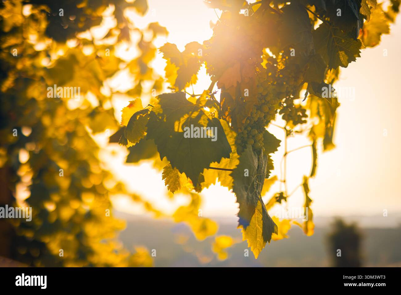 Traubenanbau bei Sonnenuntergang idyllische Weinbergslandwirtschaft Lebensmittelproduktion malerische ländliche Landschaft Stockfoto