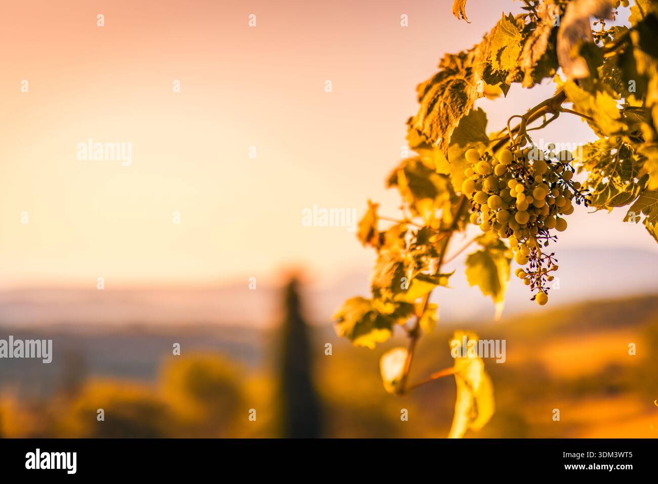 Traubenanbau bei Sonnenuntergang idyllische Weinbergslandwirtschaft Lebensmittelproduktion malerische ländliche Landschaft Stockfoto