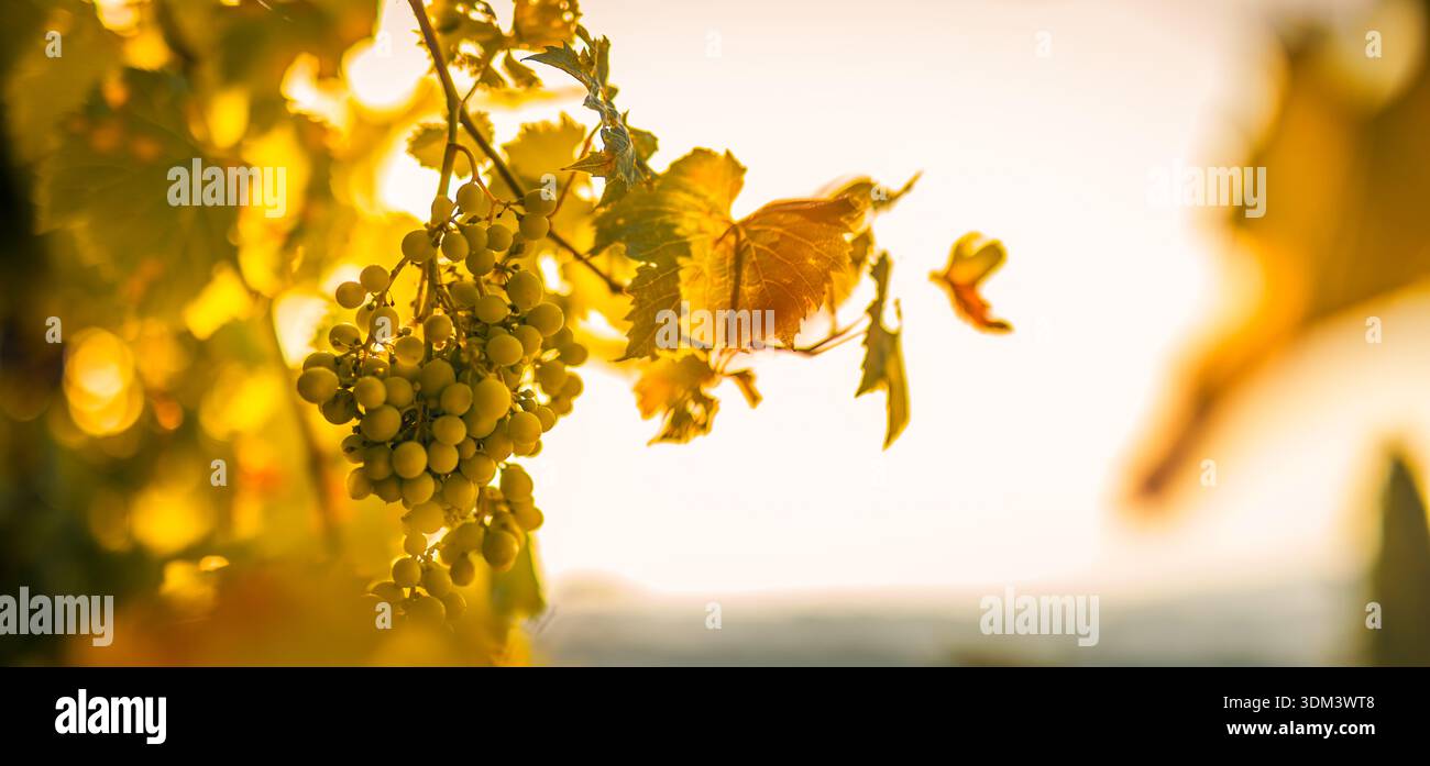 Traubenanbau bei Sonnenuntergang idyllische Weinbergslandwirtschaft Lebensmittelproduktion malerische ländliche Landschaft Stockfoto