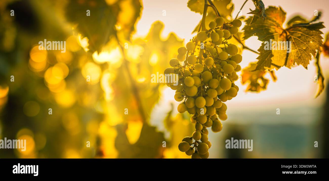 Traubenanbau bei Sonnenuntergang idyllische Weinbergslandwirtschaft Lebensmittelproduktion malerische ländliche Landschaft Stockfoto